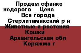 Продам сфинкс недорого  › Цена ­ 1 000 - Все города, Стерлитамакский р-н Животные и растения » Кошки   . Архангельская обл.,Коряжма г.